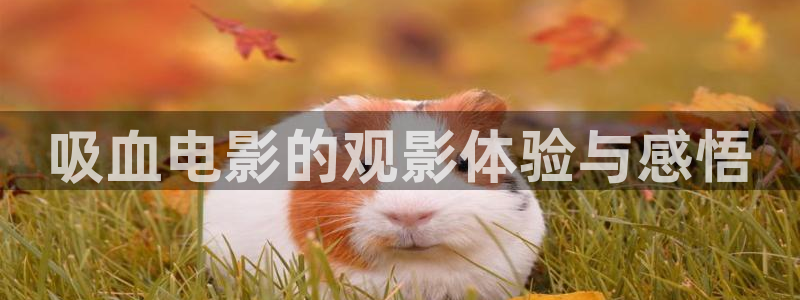 高清新视觉频道节目单